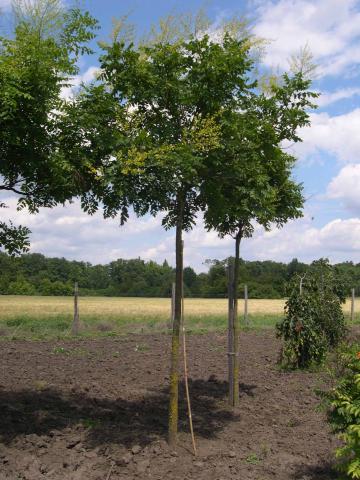 Koelreuteria paniculata